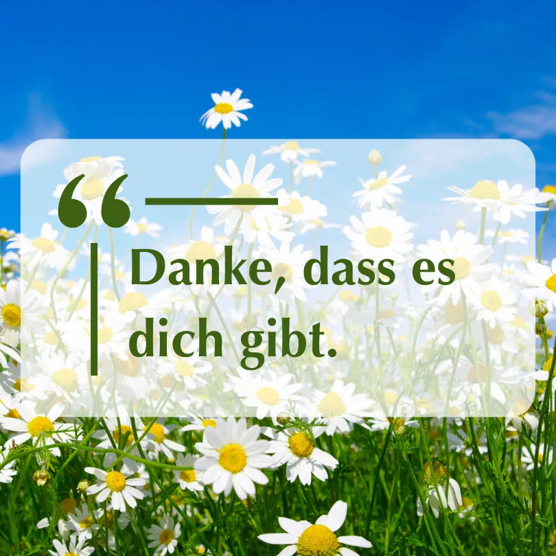 Zitat: "Danke, dass es dich gibt." auf einem Hintergrund aus weißen Gänseblümchen unter blauem Himmel.