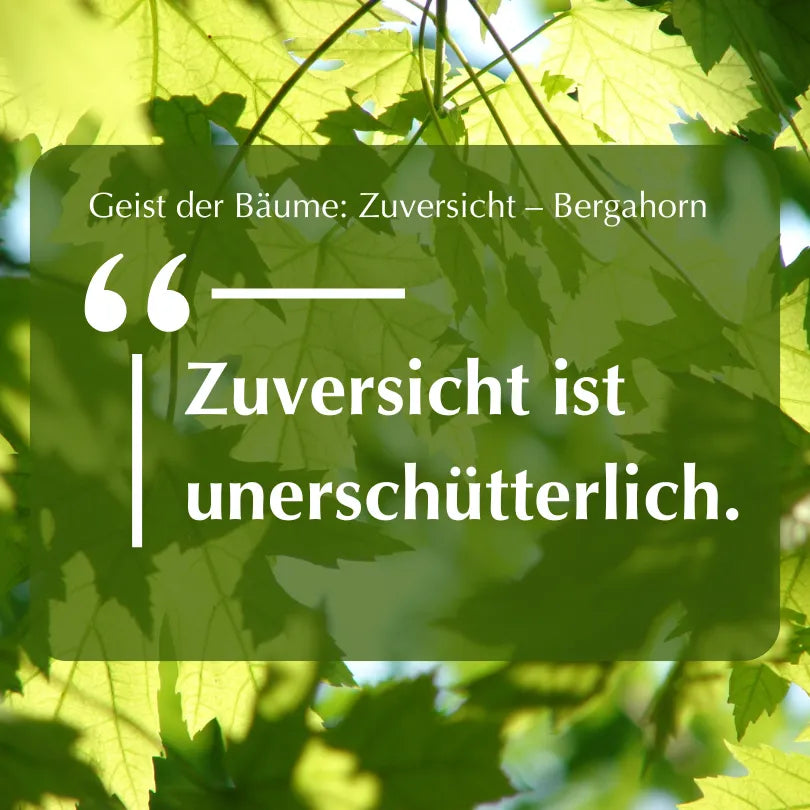 Inspirierendes Zitat "Zuversicht ist unerschütterlich." vor grünem Bergahorn-Blätterhintergrund.