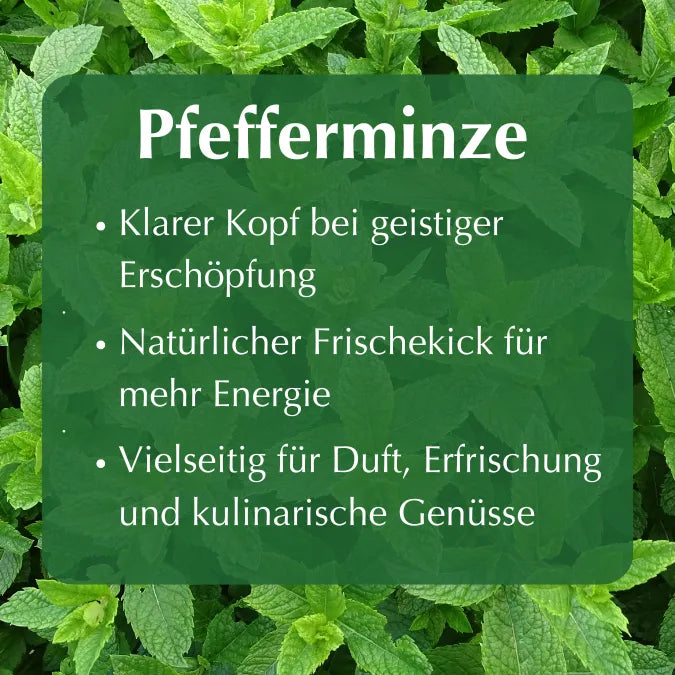 Pfefferminze: Klarer Kopf bei Erschöpfung, natürlicher Frischekick, vielseitig für Duft und Kulinarik.