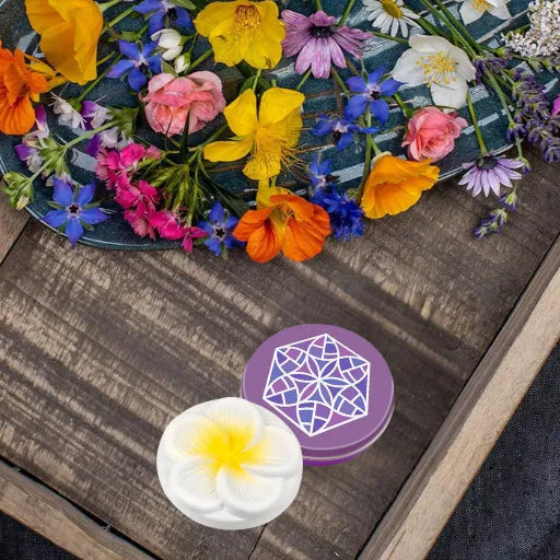 Baldini Duftstein Frangipani in violetter Schmuckdose, praktisch für unterwegs, mit Blumen.