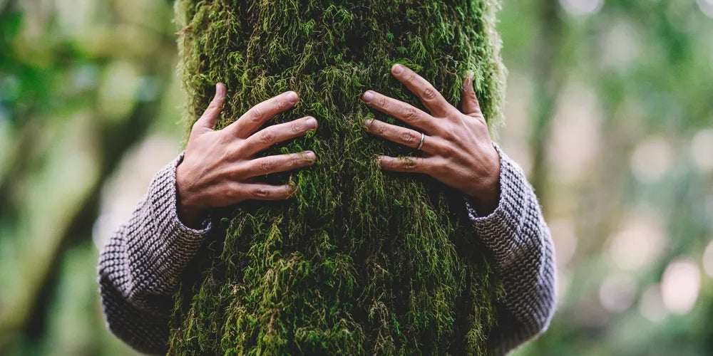 Hände umarmen moosbewachsenen Baum, um die Kraft der wahren Natur zu entdecken.