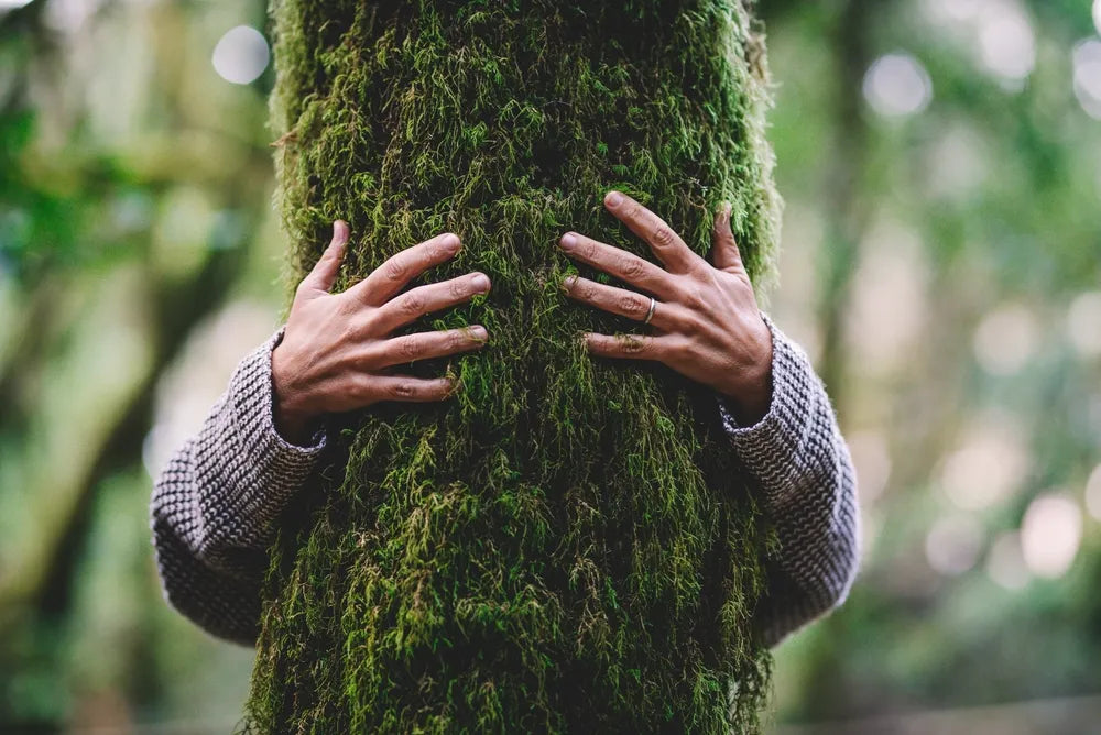 Hände umarmen moosbewachsenen Baum, um die Kraft der wahren Natur zu entdecken.